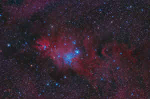 Nebulosa Cono e ammasso Albero di Natale